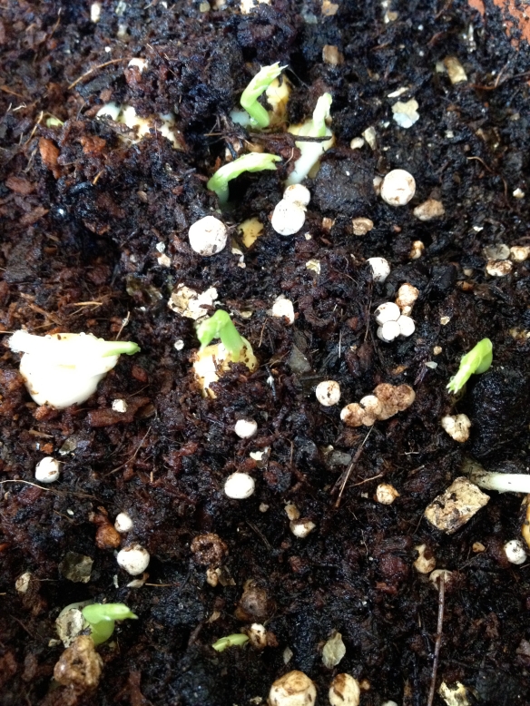 Pea shoots emerging after about a week.