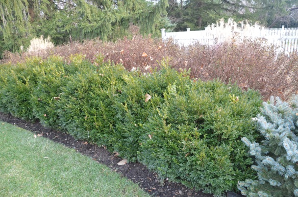 Boxwoods before open pruning . . .